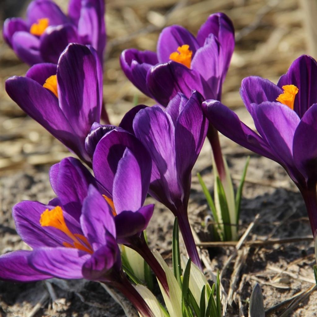 Crocus vernus ‘Flower Record’