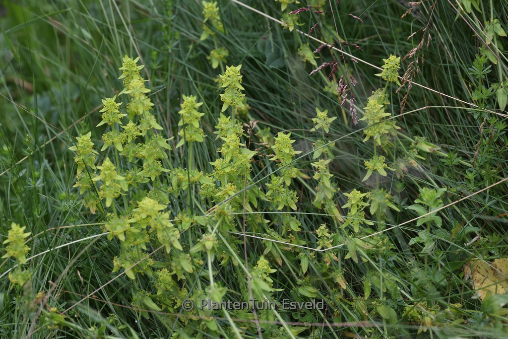 Cruciata laevipes