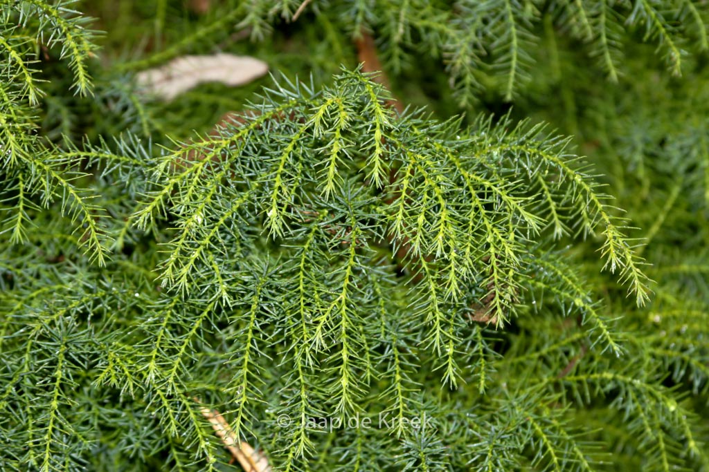 Cryptomeria japonica ‘Elegans Viridis’