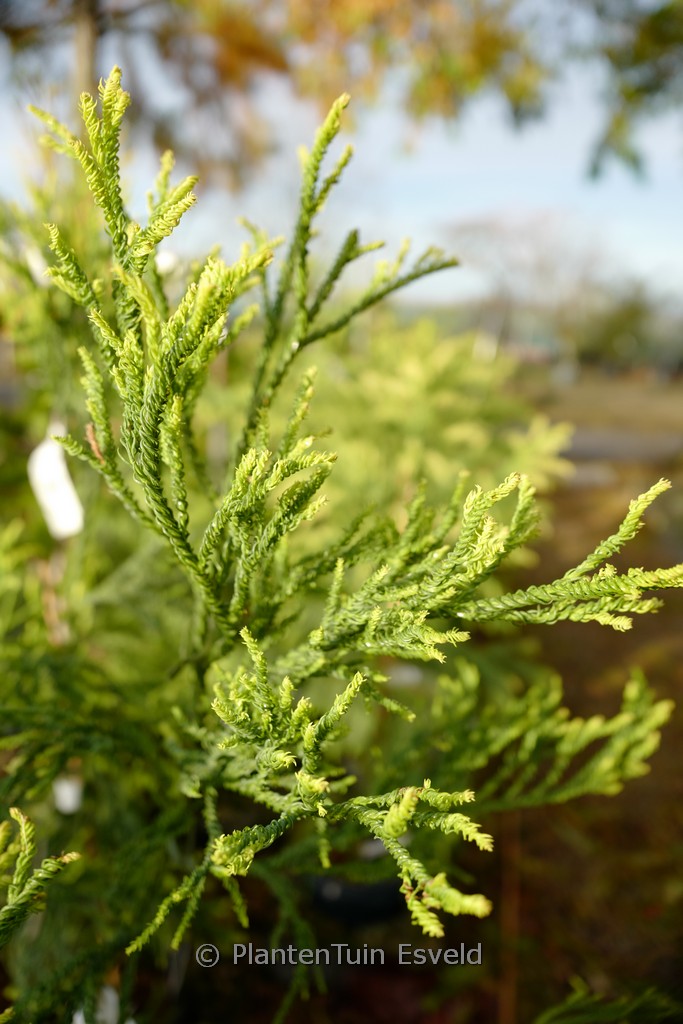 Cryptomeria japonica ‘Kyara Gold’