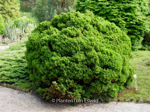 Cryptomeria japonica ‘Vilmoriniana’