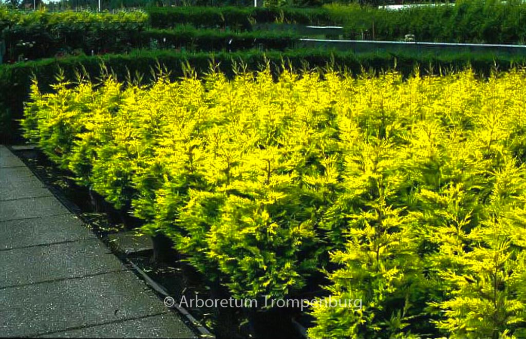 Cupressocyparis leylandii ‘Gold Rider’