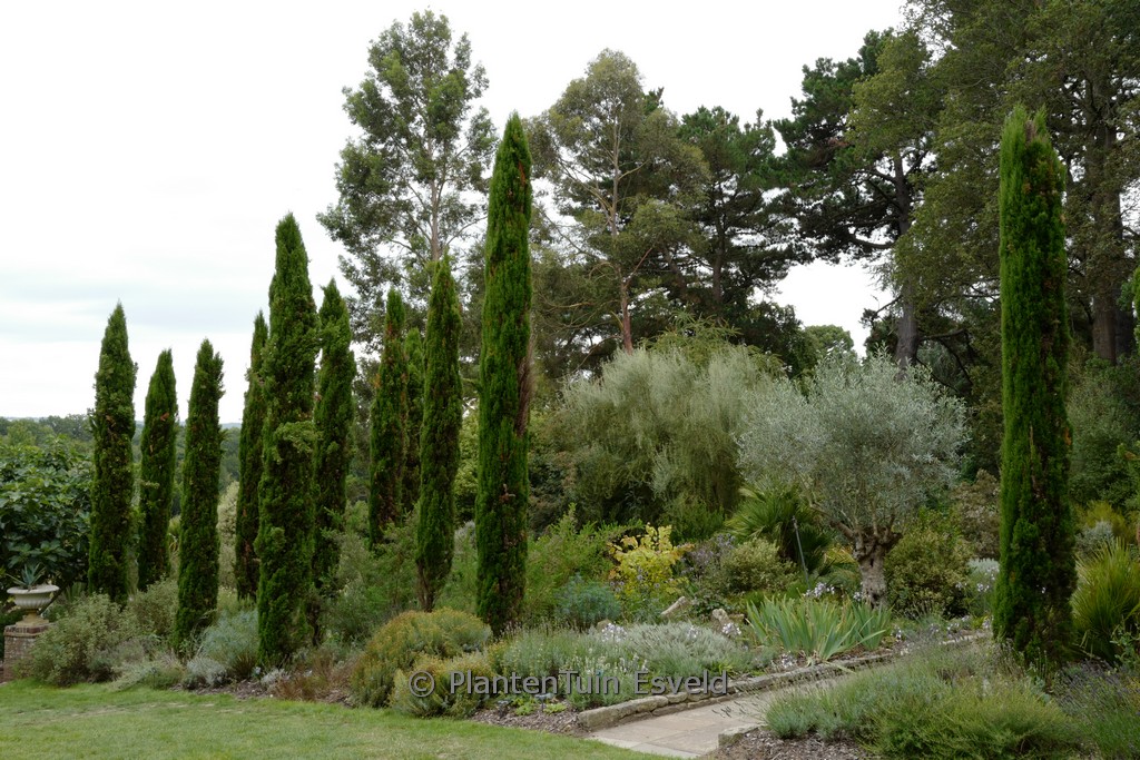 Cupressus sempervirens ‘Totem’