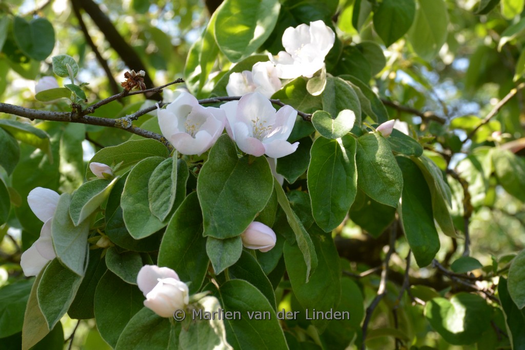 Cydonia oblonga ‘Portugal’