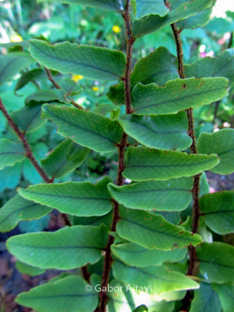 Cyrtomium fortunei var. clivicola