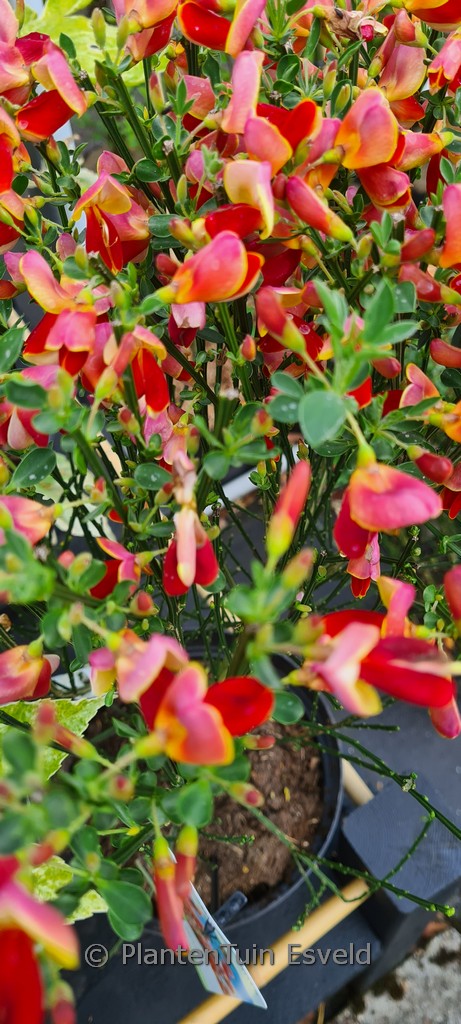 Cytisus ‘Palette’