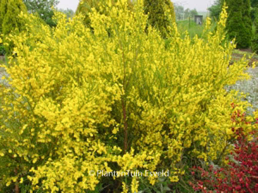 Cytisus scoparius ‘Vanesse’