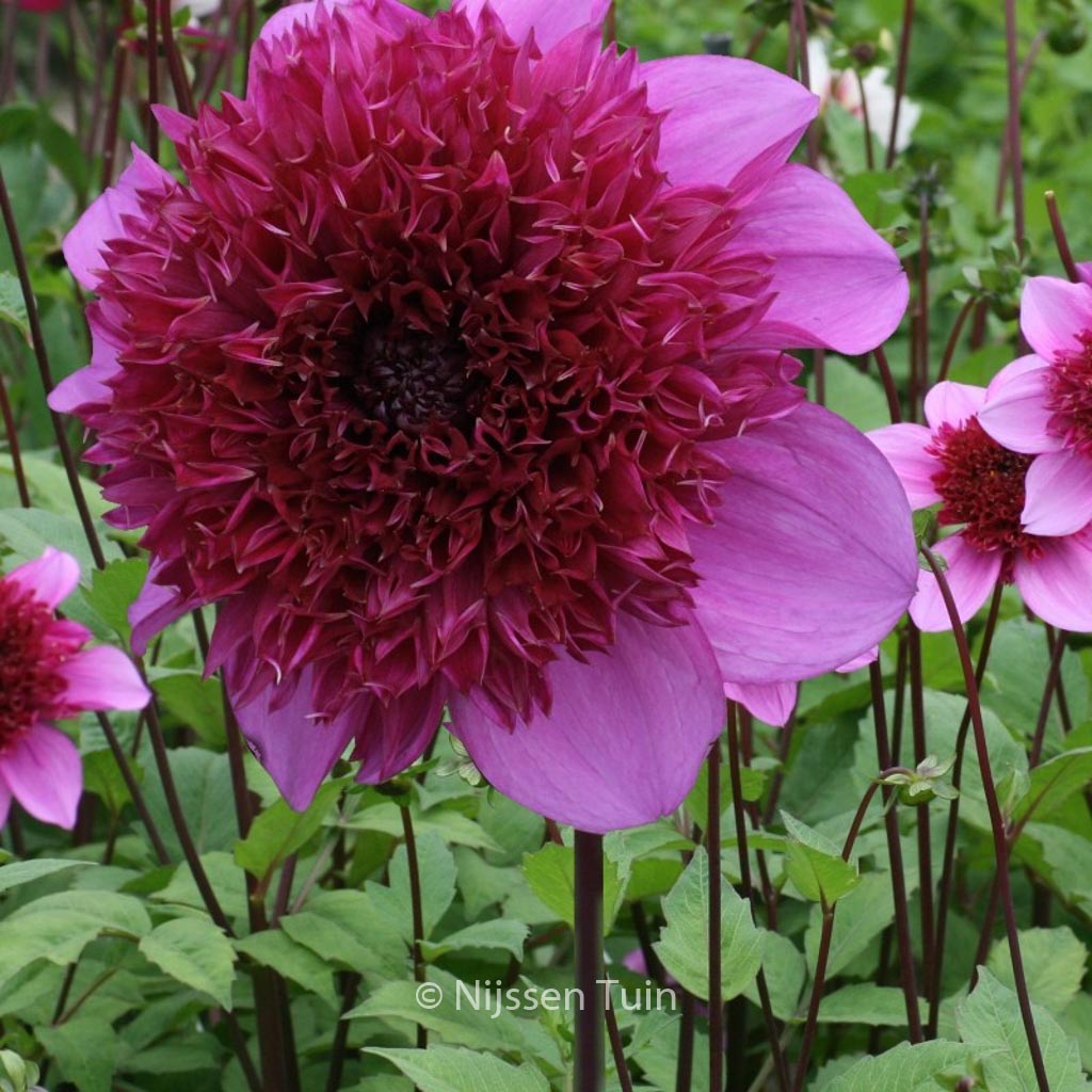Dahlia ‘Blue Bayou’