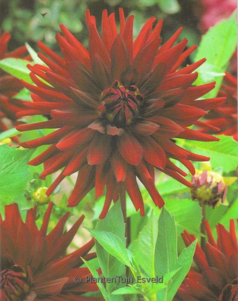 Dahlia ‘Chat Noir’