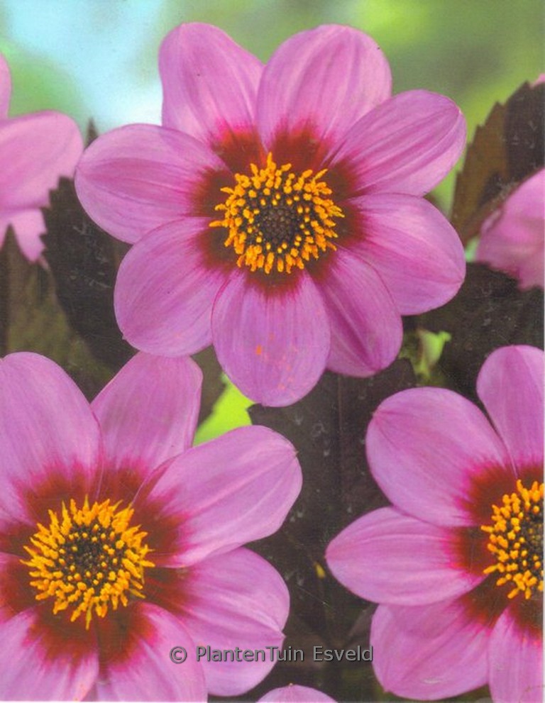 Dahlia ‘Happy Single Wink’