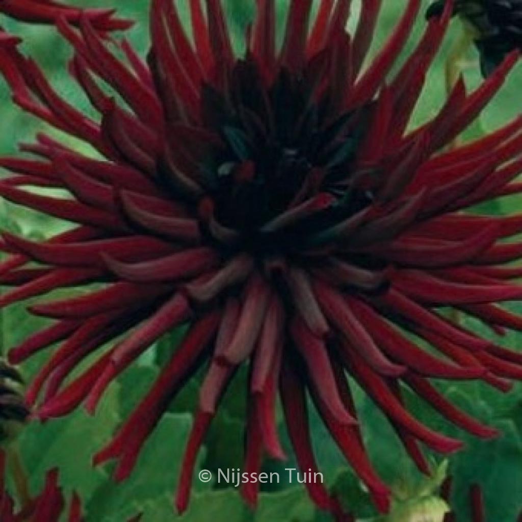 Dahlia ‘Nuit d’Ete’