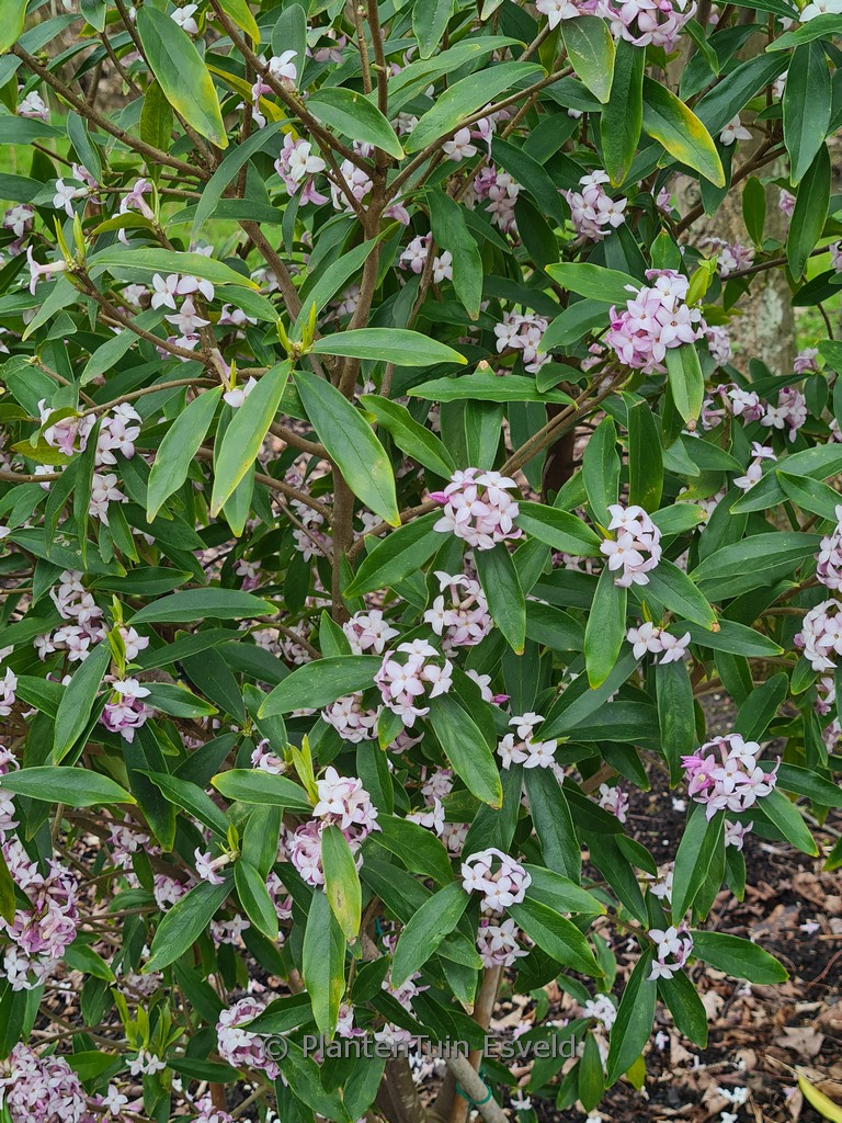 Daphne ‘Spring Beauty’