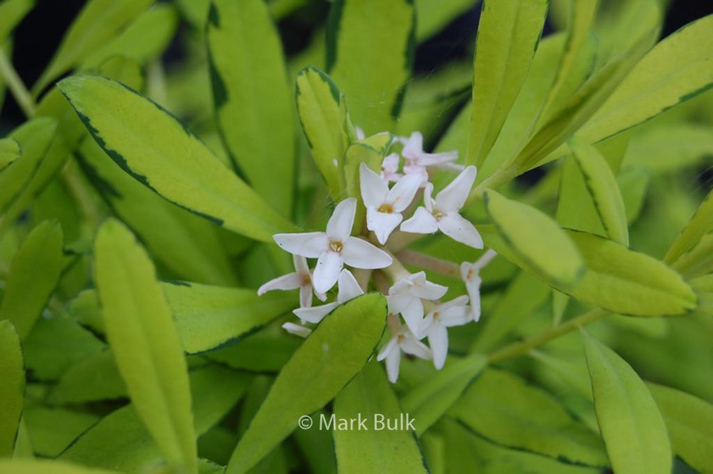 Daphne burkwoodii ‘Golden Treasure’