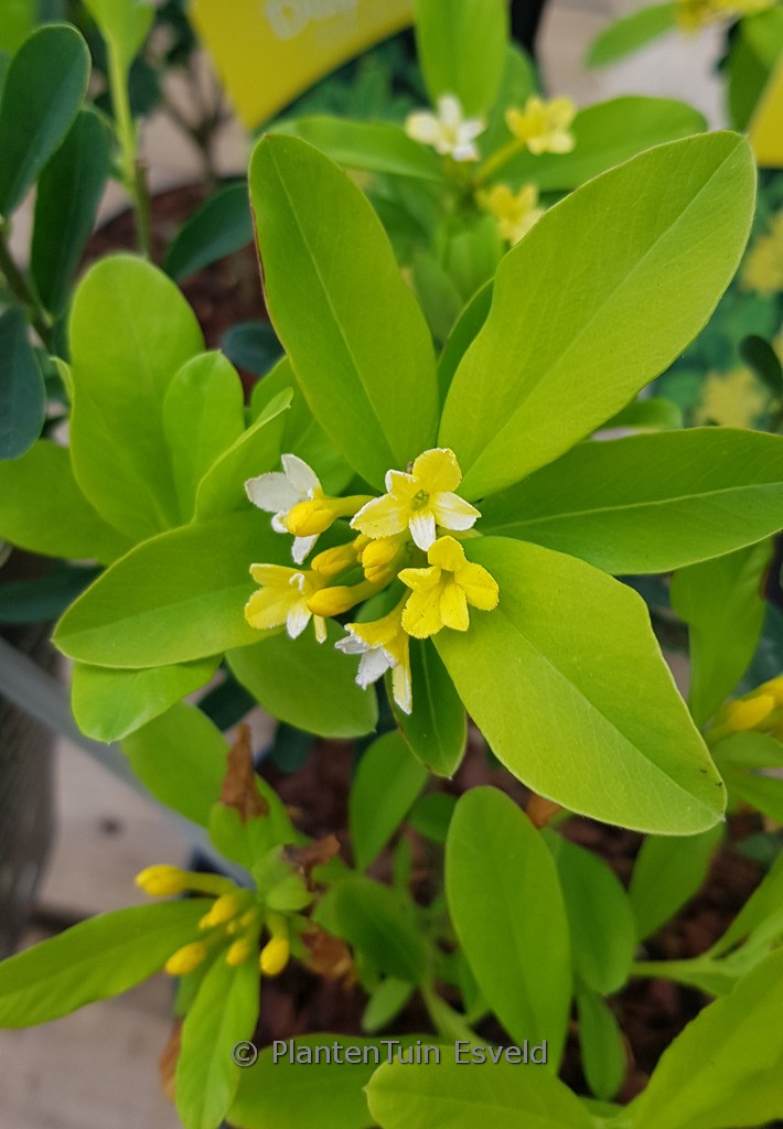 Daphne gemmata ‘Royal Crown’