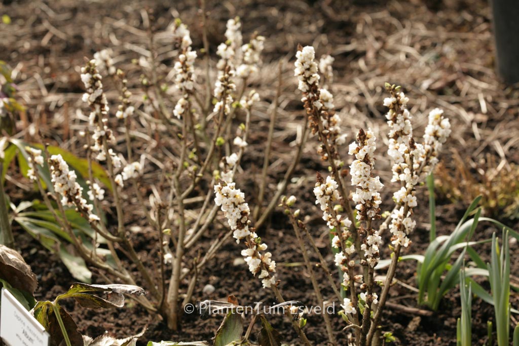 Daphne mezereum ‘Alba’