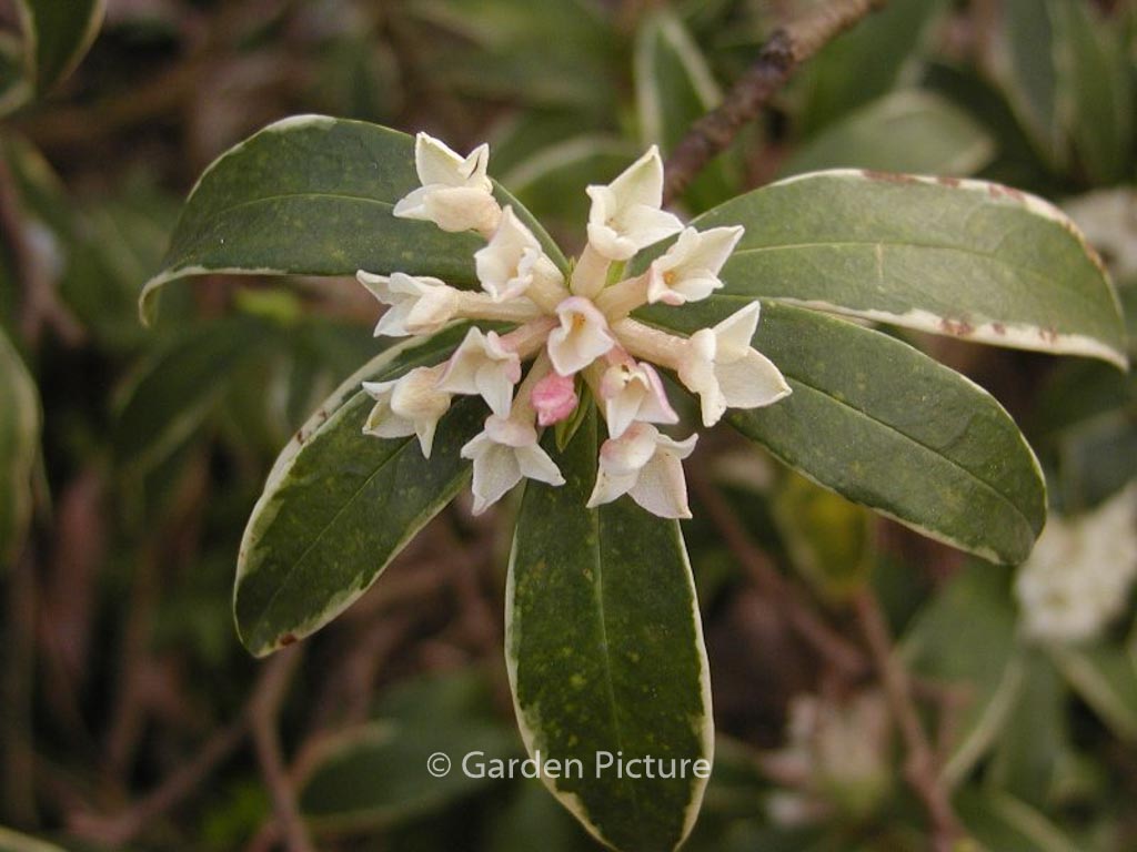 Daphne odora ‘Aureomarginata’