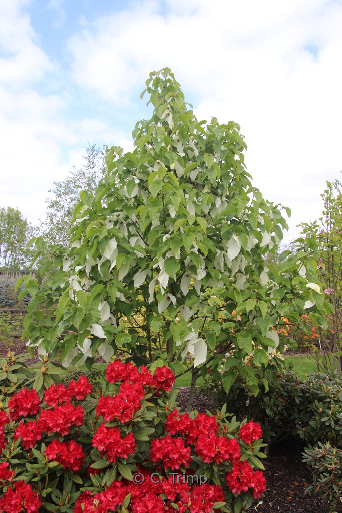 Davidia involucrata ‘Sonoma’
