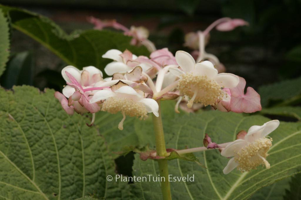 Deinanthe bifida ‘Pink Kii’