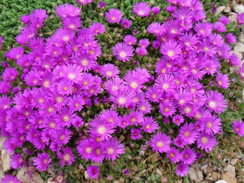Delosperma ‘Lesotho’