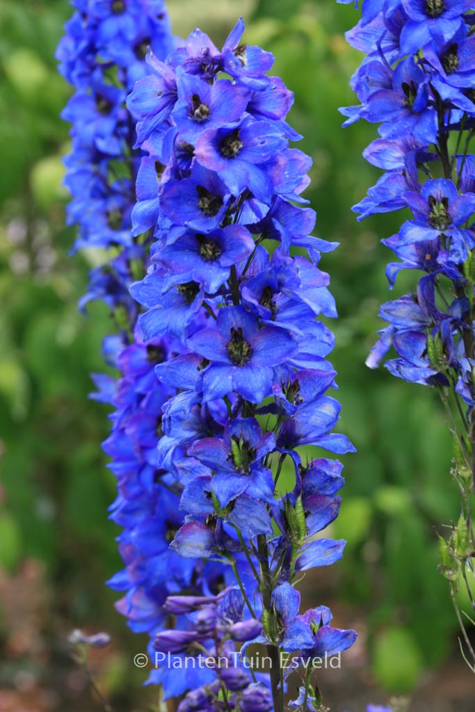 Delphinium ‘Finsteraarhorn’