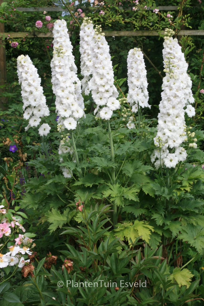 Delphinium ‘Galahad’