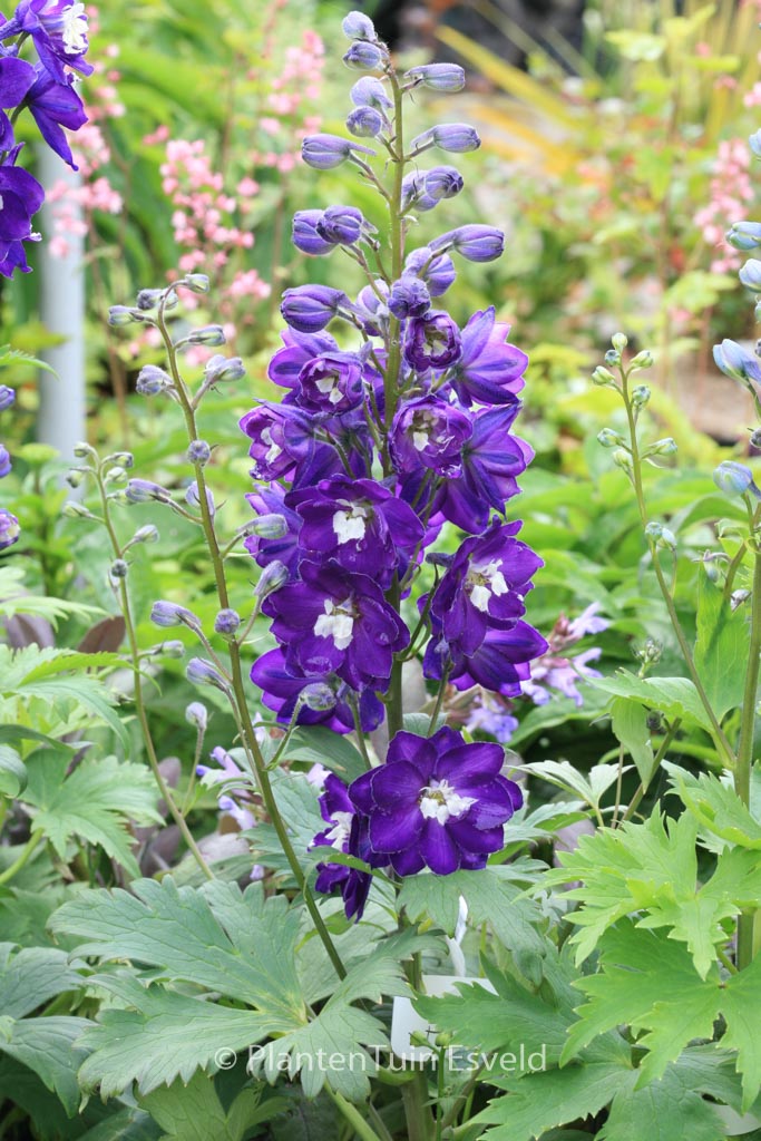 Delphinium ‘Magic Fountains’