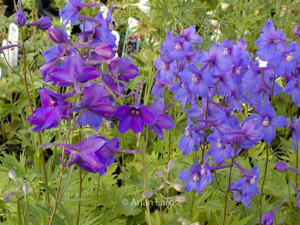 Delphinium ‘Piccolo’