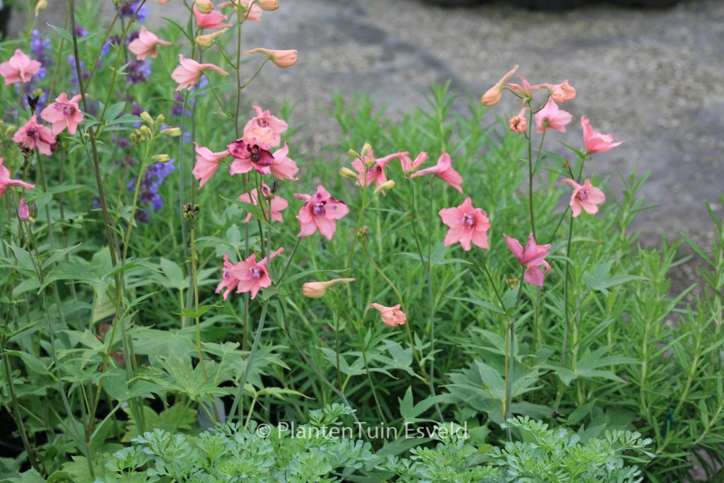 Delphinium ruysii ‘Pink Sensation’