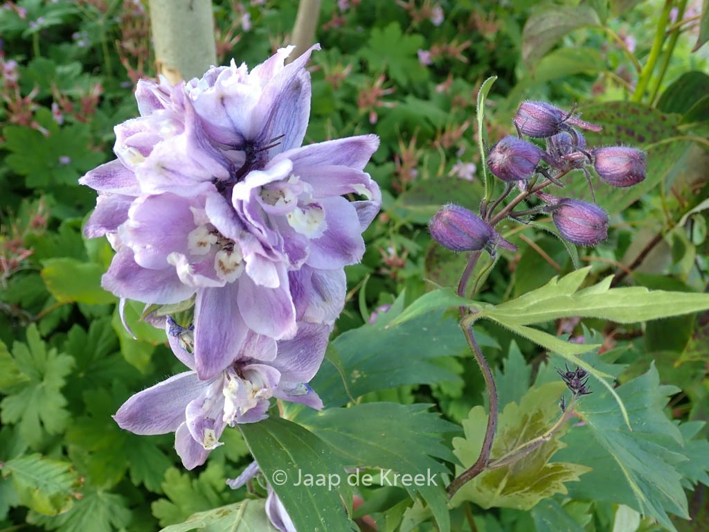 Dephinium ‘Magic Fountains Deep Rose with White Bee’