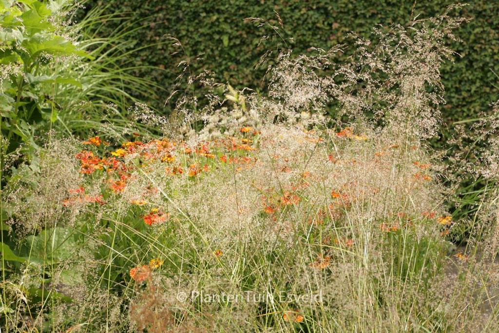 Deschampsia cespitosa ‘Bronzeschleier’