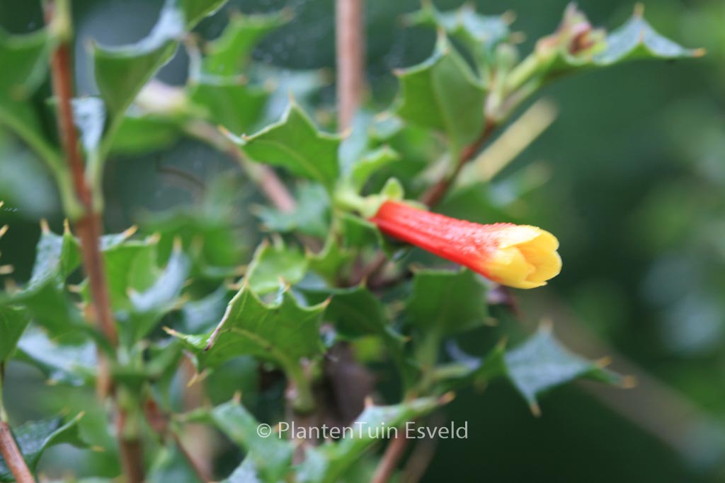 Desfontainea spinosa