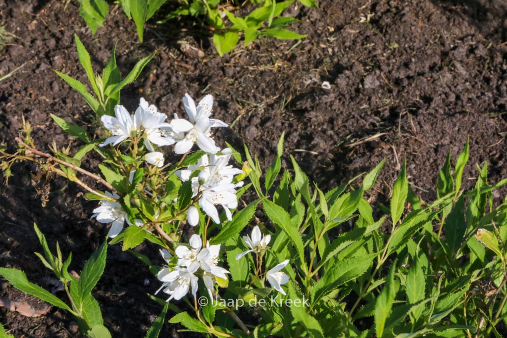 Deutzia ‘NCDX1’ (YUKI SNOWFLAKE)