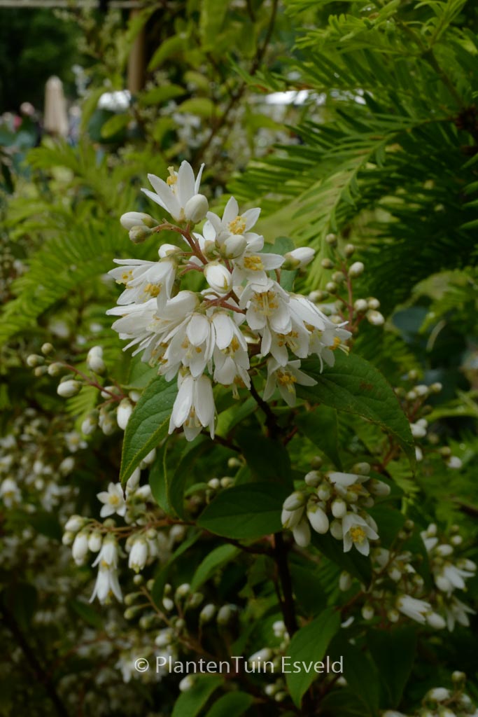 Deutzia crenata ‘Nimue’