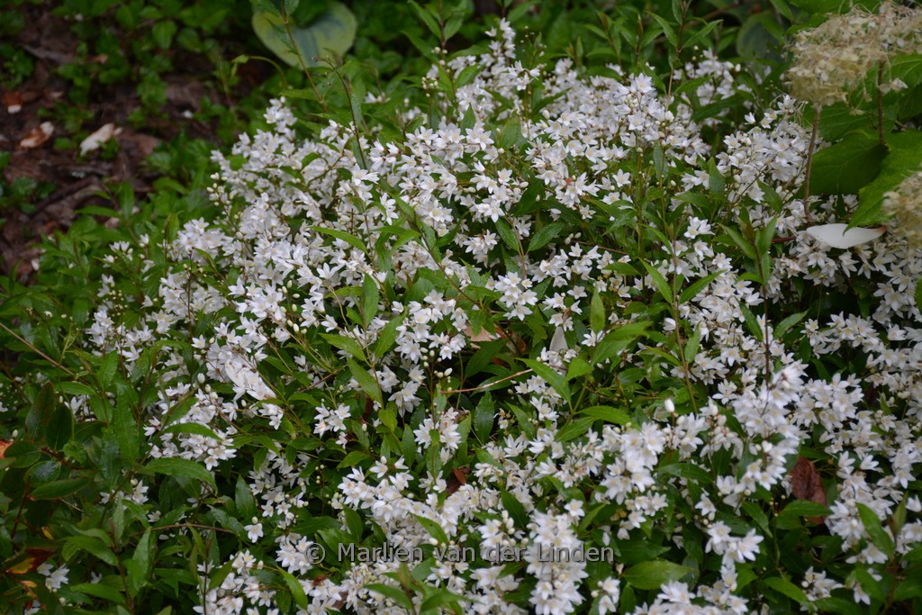 Deutzia gracilis ‘Nikko’
