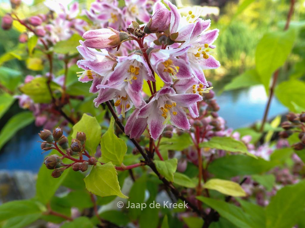 Deutzia hybrida ‘Raspberry Sundae’