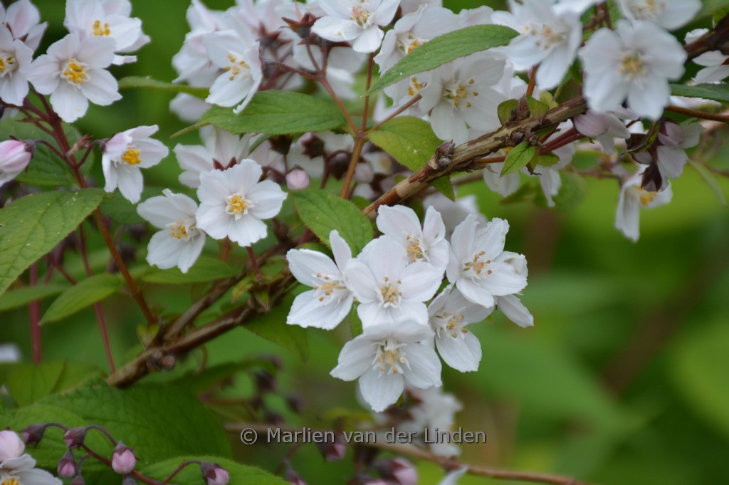 Deutzia magnifica