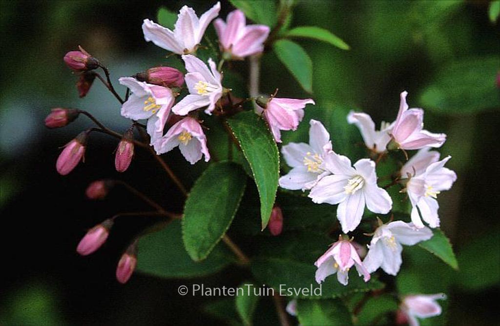 Deutzia purpurascens ‘Kalmiiflora’