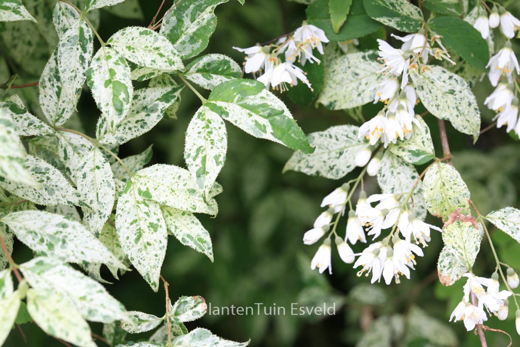 Deutzia scabra ‘Punctata’
