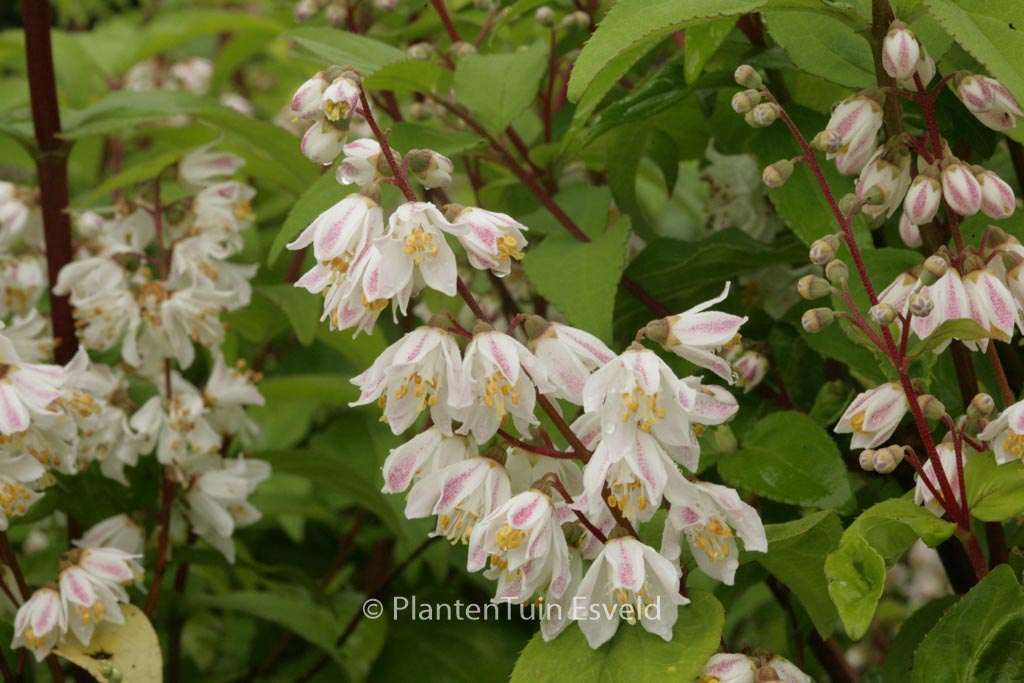 Deutzia schneideriana