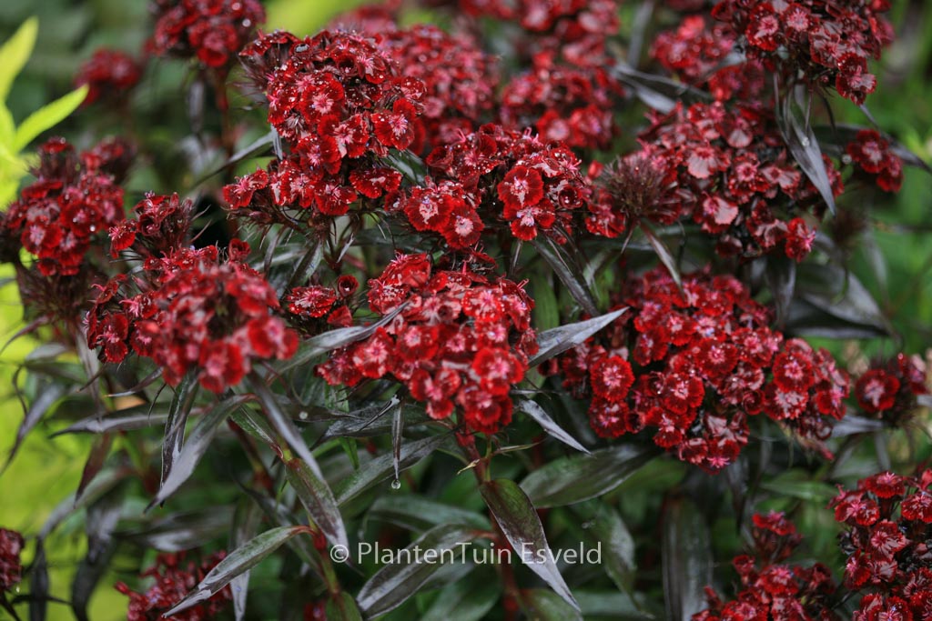 Dianthus barbatus ‘Nigrescens’