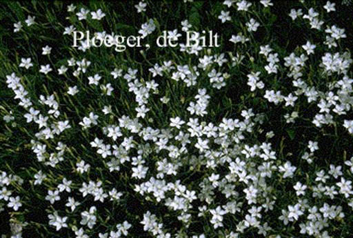 Dianthus deltoides ‘Albiflorus’