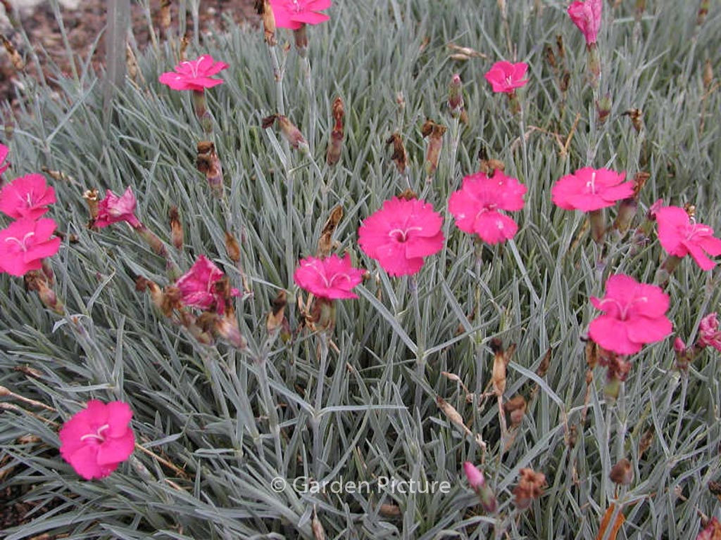 Dianthus gratianopolitanus ‘Badenia’