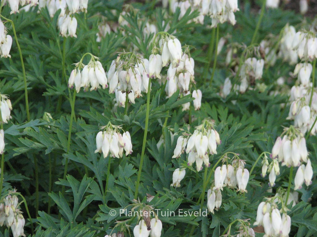 Dicentra formosa ‘Aurora’