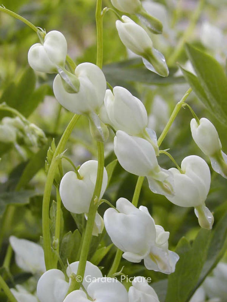 Dicentra spectabilis ‘Alba’