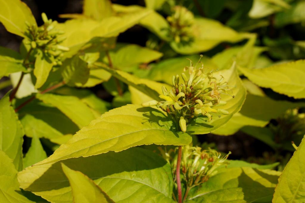 Diervilla rivularis ‘Diwibru01’ (HONEYBEE)