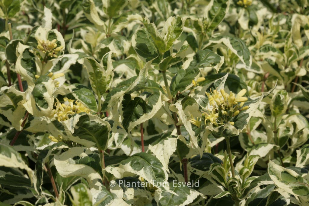 Diervilla sesselifolia ‘LPDC Podaras’ (COOL SPLASH)