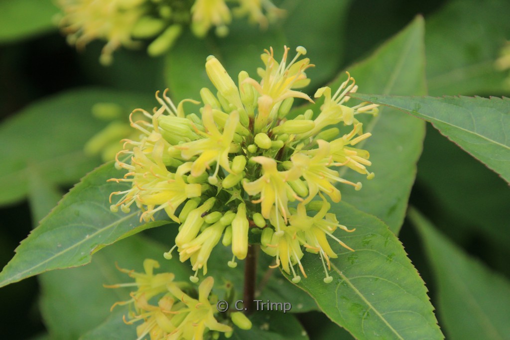 Diervilla sessilifolia ‘Butterfly’