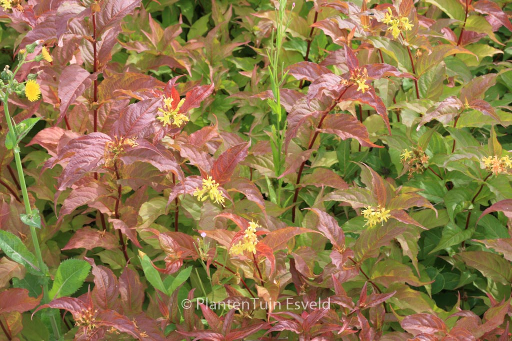 Diervilla splendens