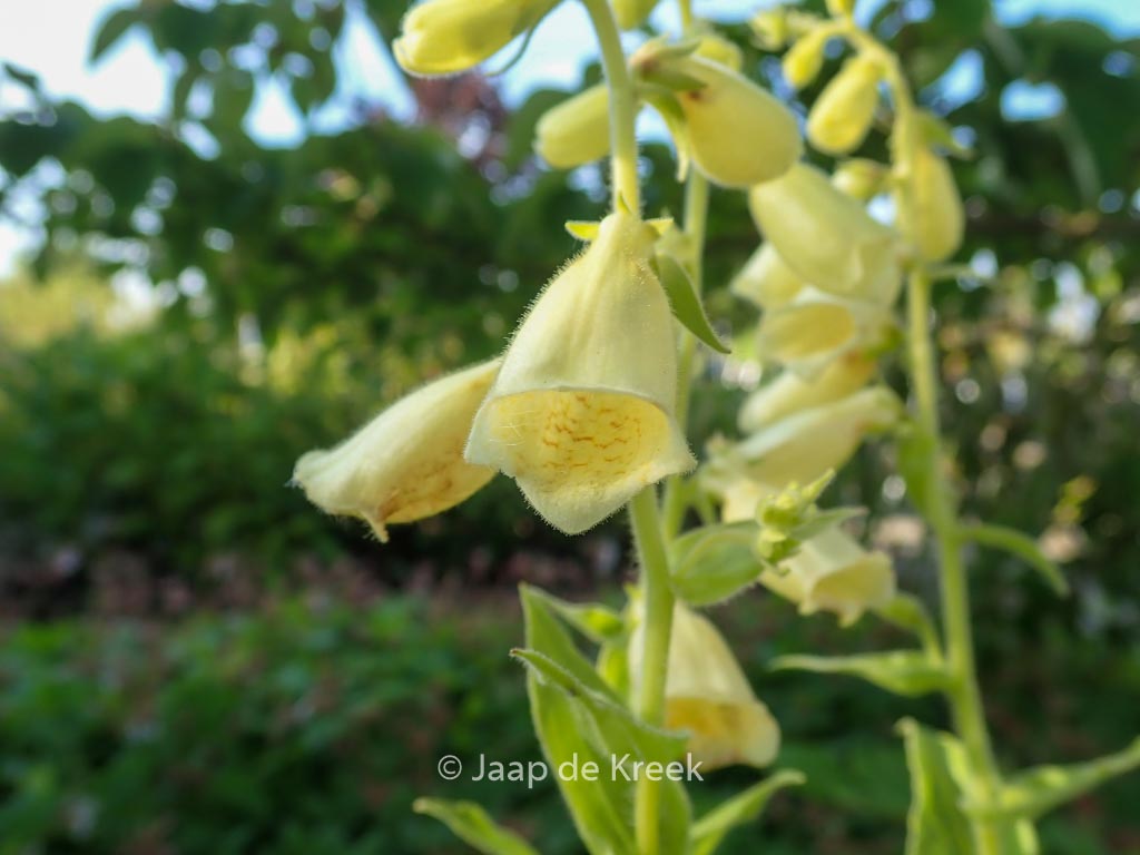 Digitalis grandiflora ‘Creme Bell’