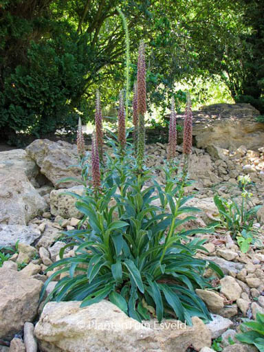 Digitalis parviflora